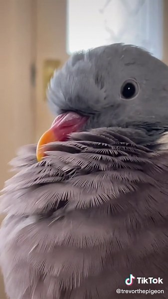 Post Bath Song by Pablo the Pigeon | Wood Pigeon Sounds