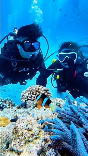 沖縄 体験ダイビング チービシ諸島・クエフ北