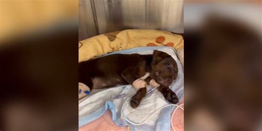 ‘Sweet Pea’ recovers after abuse