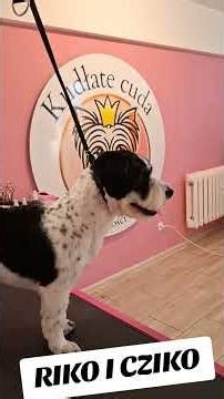 🐶 Maltese Grooming Transformation ✂️ Riko & Cziko Before & After | Dog Grooming