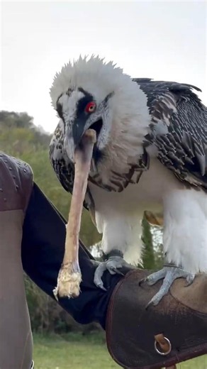 The Bird That Eats BONES 💀🦴 #sciencefacts
