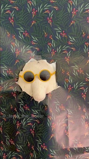 Wrapping paper photo trend mishap 😅 #phototrend #doghumor #dogskit