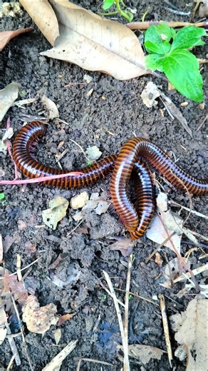 Find and meet crazy giant millipedes #shorts #millipede #insects