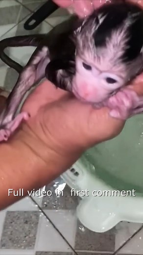 The sound of a newborn baby monkey crying after being bathed17 Full video in first Commen T! | Adorable Mnkey