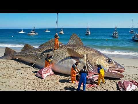 How Fishermen Catch 1,250 Tons Of Giant Alaska Pollock – A Documentary About Deep-sea Fishing