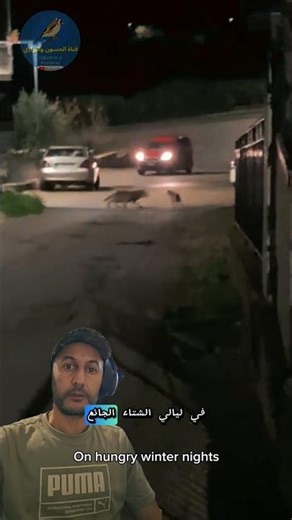 When wolves are hungry, they hunt dogs in villages - ذئب يفترس كلب في القرية #wolf #dog #hunting