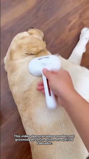 The Ultimate Tool to Conquer Your Dog's Shedding Season