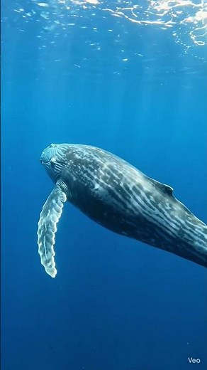 🐋 Blue Whale – The Largest Animal Ever! water 🌊