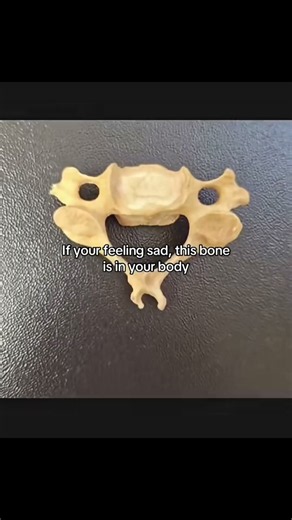 Cute and happy bone ✨🥹❤️ #didyouknow #educationalcontent