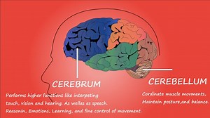 Brain, Function, Anatomy