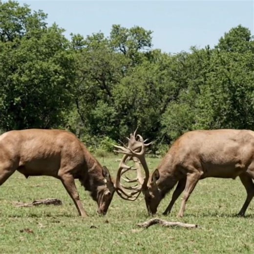 Elephant stops deer fight #deer #elephant #shorts