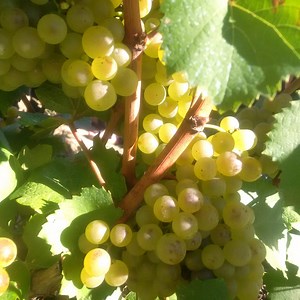 Managing Grape vines after a frost