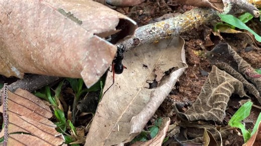 A predatory tree-dwelling tiger beetle with an elongated body and long legs, native to the tropical forests of Southeast Asia. It is distinguished by its large eyes and lack of wings.