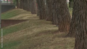 Cute and jumpy magpie European bird in the grass near the pine trees