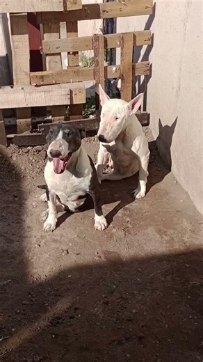 Me gusta mi vida 🐶🥰