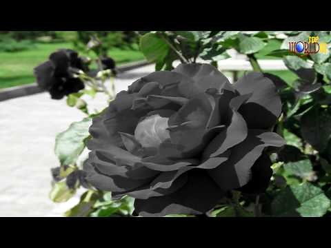 Beautiful Black Roses