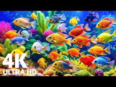 4K Underwater Aquarium – Beautiful Fish Swimming for Deep Sleep Ambience