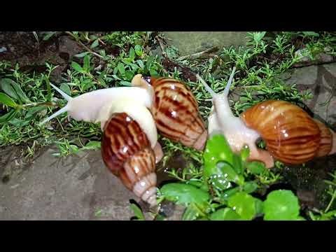 The Secret Life of Snails: 4K Macro World 🌧️ (Relaxing Nature)
