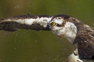 Ospreys at Llyn Brenig | North Wales Wildlife Trust