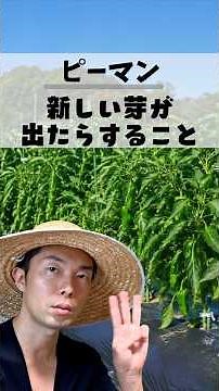 ピーマン更新剪定後、芽が出たらやるべき3つのこと｜11月まで採れる新芽の育て方 #家庭菜園 #夏野菜