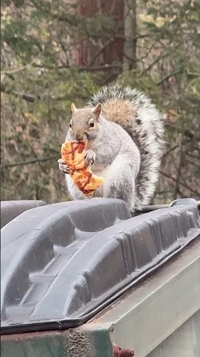 Chunky Squirrel Eating Pizza || ViralHog