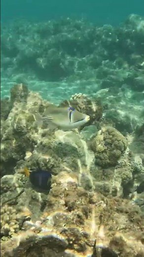 Playing Hide & Seek with a Picasso Triggerfish! 🐟🎭