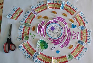 The Animal Cell Coloring Book- Cutting and Assembling (English version) - Eliana Caroca | Hotmart