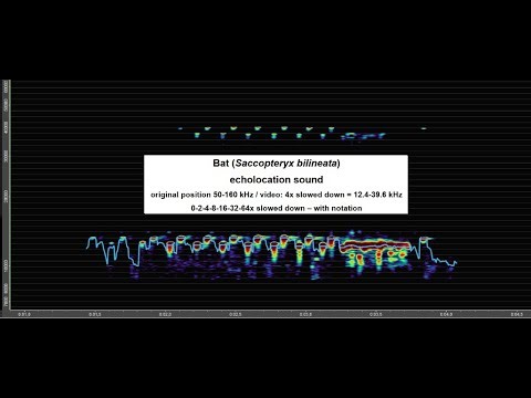 Sounds of a bat (1) - echolocation sound - 0-2-4-8-16-32-64x slowed down – with notation