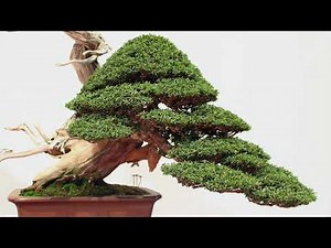 Best of the Trophy Bonsai exhibition