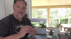 No garden needed, grow micro tomatoes in your kitchen!
