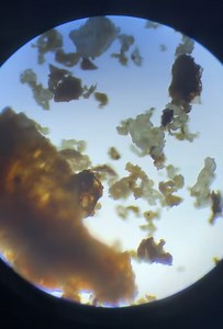 Science Up Close – Microscopic Wonders