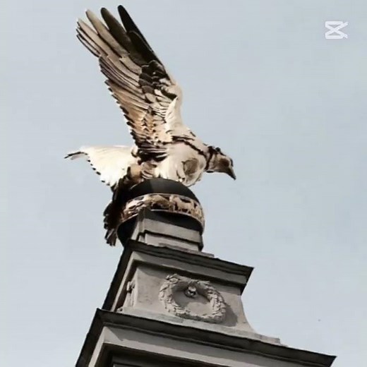 CHB and camp jupiter!!!🧡💜