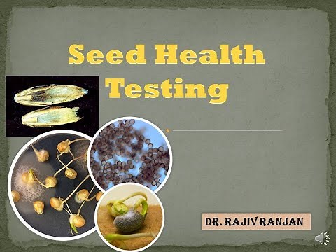 Seed Health Testing
