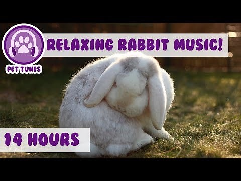 How To Relax my Rabbit! Calming Music For Your Bunny! Your Rabbit Will Sleep Peaceful! 14 Hours!