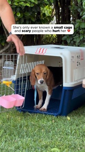 140K views · 7.1K reactions | Watch this sweet beagle take her First...