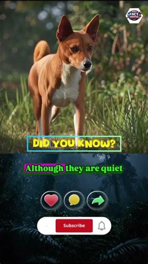 This Dog Cannot Bark! Amazing Facts About the Basenji Dog #shorts #facts #factsinhindi