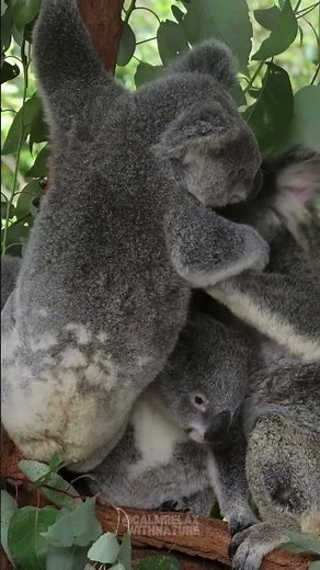 🐨Koalas Playing and Bonding in the Wild🌿