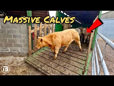 Weaning BIG Calves, New Cattle Diet and EVERYTHING Goes Wrong!