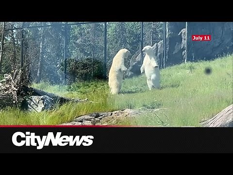 Rough play behind polar bear death at Wilder Institute/Calgary Zoo
