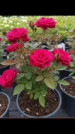 🌹 Gulab ke paudhe kaise lagaen || how to repot a new rose plant