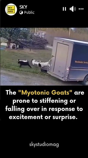 The Myotonic Goat