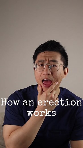 Understanding How an Erection Works