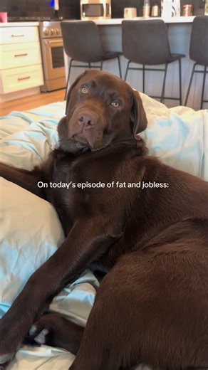Who me?? #labrador #labradorvideos #labradorretriever #chocolatelab #labpuppy #puppiesof instagram #puppylove #labstagrams #talesofalab #talesofalabpuppy #puppylove #labs_of_insta #dogmom #souldog | The Lab Woody