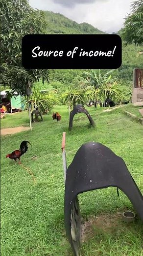 3 Basic Checklist Bago Mag-Gamefowl | Beginner Tips sa Pag-aalaga ng Manok Panabong #manok