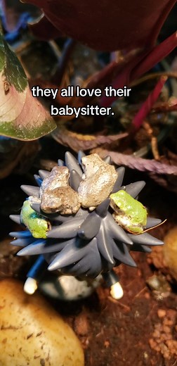 Megumi Fushiguro Frog Snuggle: A Unique Bonding Experience