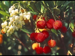 THE STRAWBERRY TREE OR STRAWBERRY TREE