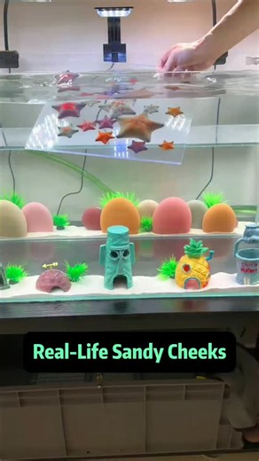 Animaltalkz on Instagram: "I Got a Real-Life Sandy Cheeks - Watch Her Move into Bikini Bottom Welcome to my real-life Bikini Bottom! After raising Patrick Star, SpongeBob, and Mr. Krabs, it was only a matter of time before Sandy Cheeks joined the crew - and today, she's finally here! Meet Sandy, the adorable baby female golden squirrel that you guys voted for in our last poll. After mistakenly getting a male squirrel before, I made sure this time to pick a little girl - just like the real Sandy!