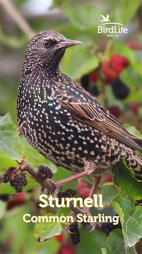✨ The Common Starling (Sturnell), a clever, sociable bird full of surprises! 🐦 Known for mimicking sounds even human speech, and forming mesmerising winter murmurations, the Starling is a true marvel of nature. One of Malta’s biggest roosts can be found around Junior College - University of Malta, where thousands gather each evening in winter. 🎥 Footage by Denis Cachia, Soren Solkaer, Aron Tanti, James Aquilina, Mario V. Gauci and Nicholas Galea. ✂️ Edited by Simone Davide Brunori #Starling #R