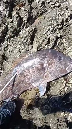 It all started with a challenge I set myself. To shoot a big snapper with a bow and arrow. This fish here represents countless fails, disappointments and a set plan to only shoot a big fish. Nothing small. This fish here ended up going 21.8lb. the biggest snapper at the time to be taken with a bow & arrow Stoked was an understatement. | Joel Davies