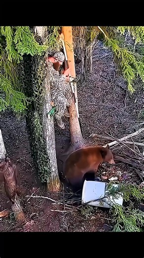 Bear hunt stand the tree #chase #bear #challenge #bowhunting